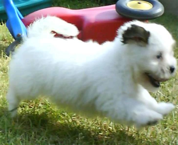 Coton de tulear Coton-land's Whinkie - Jeg løber på græsplænen :) (sommer 2008) billede 11