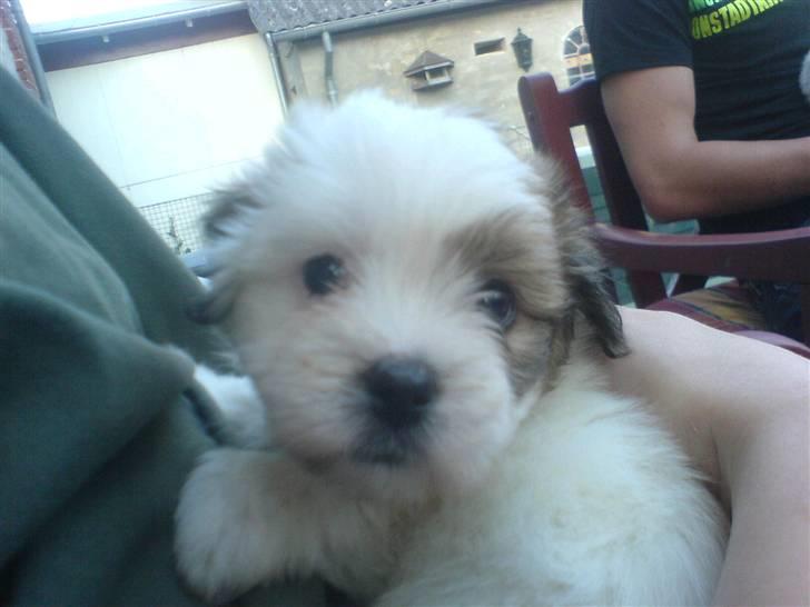 Coton de tulear Coton-land's Whinkie - mig som lille tror jeg på vej til mit nye hjem hos min familie her :) billede 12