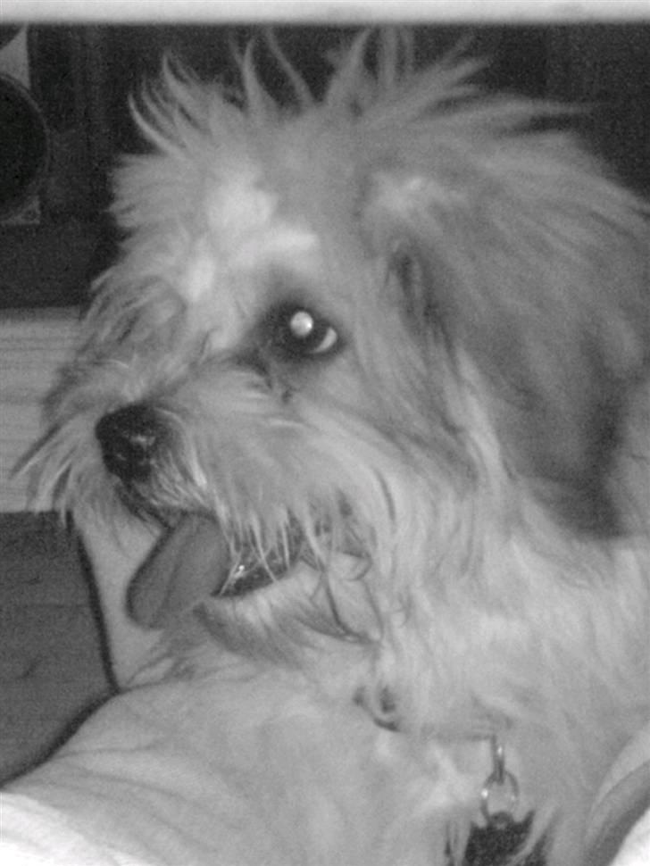 Coton de tulear Coton-land's Whinkie - Dejlige mig :) billede 13