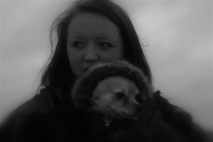 Chihuahua Noah Alpha Hunter - En veninde og Noah ude i stalden hos vores heste. Noah har altid to trøjer på for at holde varmen (: billede 20