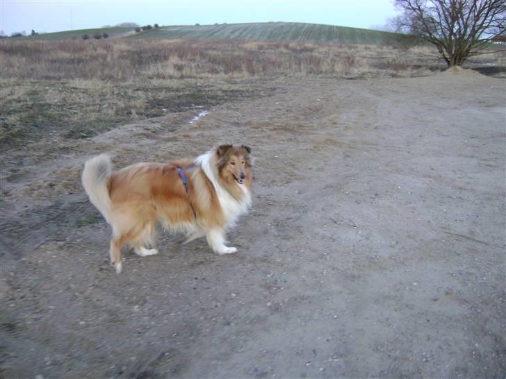 Collie langhåret Zacho - Nu er vi ude og gå tur i min nye sele, jeg fik af dyrlægen, da jeg blev kastereret... billede 4