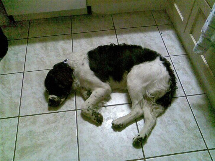 Blanding af racer Scoopy-doo billede 16