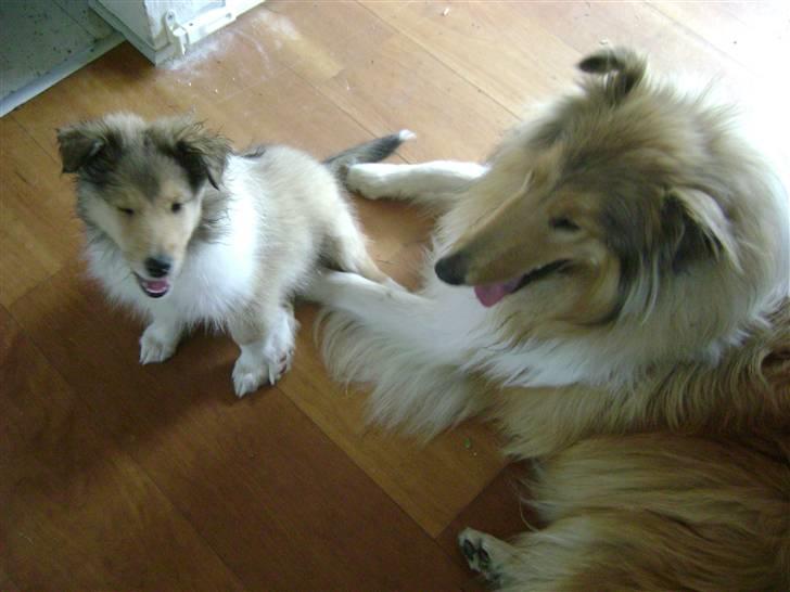 Collie langhåret Zacho - Det er min Misha der blinker til jer billede 5