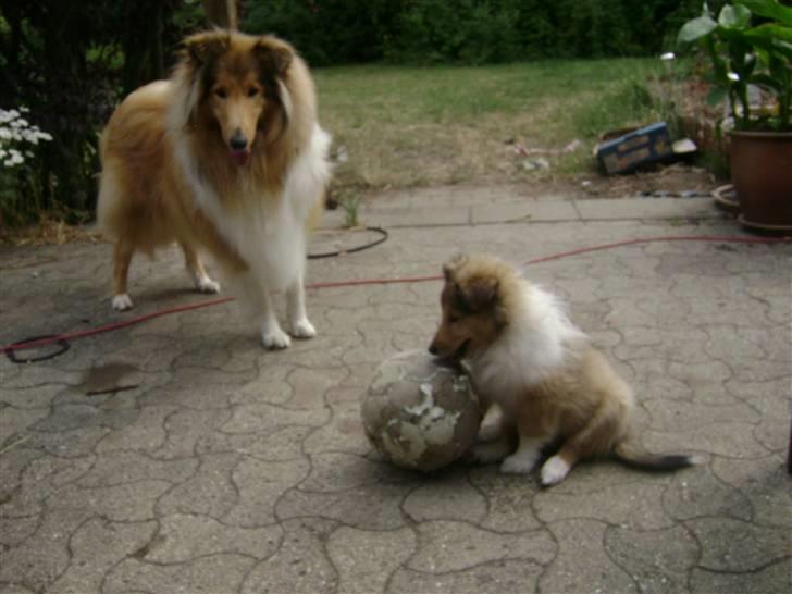 Collie langhåret Zacho - Hvornår spiller du med os? billede 6