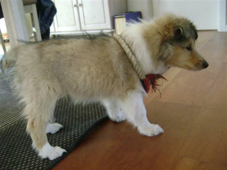 Collie langhåret Misha - Hvor gjorde I af den?! billede 10