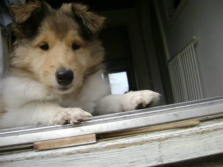 Collie langhåret Misha - Stikker Snuden forbi døren billede 11