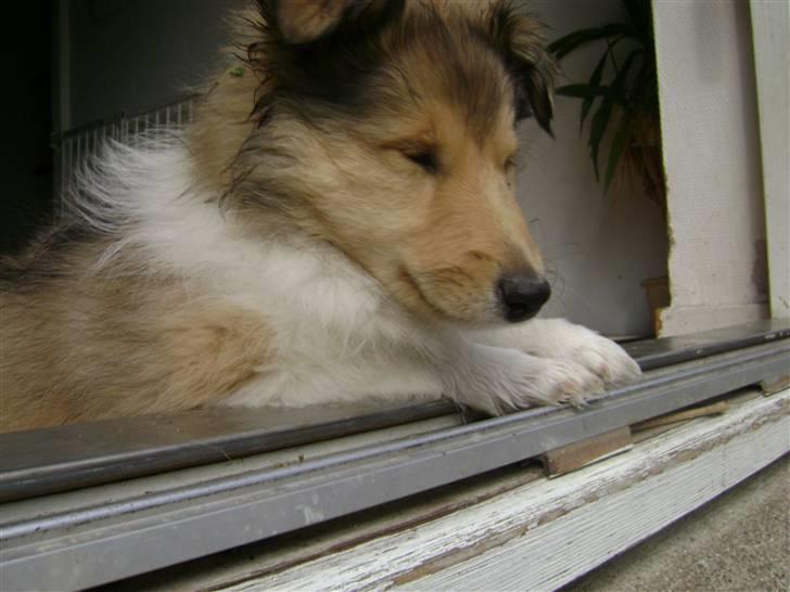 Collie langhåret Misha - Nyder udsigten... Hva´ med jer? billede 12