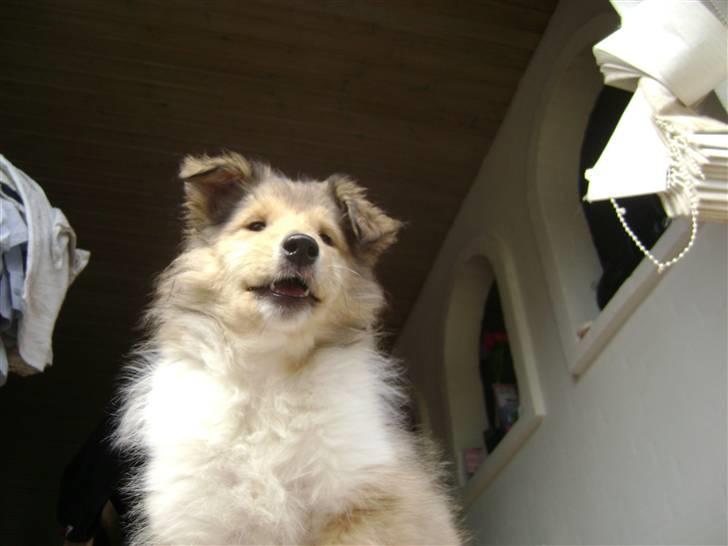 Collie langhåret Misha - Hvor gik I hen venner? billede 13