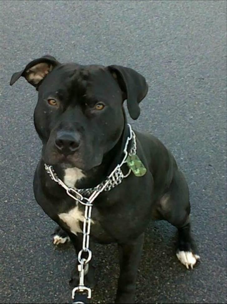 Amerikansk staffordshire terrier Coco billede 9