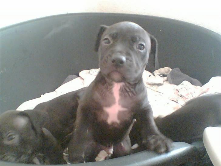 Amerikansk staffordshire terrier Coco billede 10