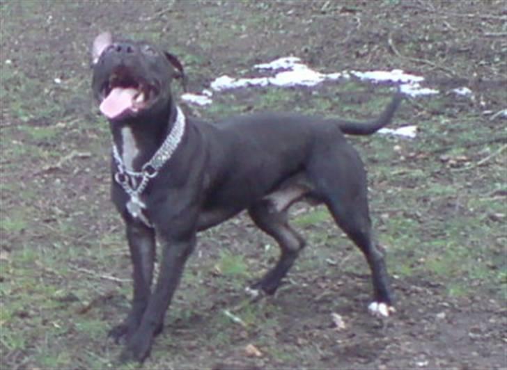 Amerikansk staffordshire terrier Coco billede 11