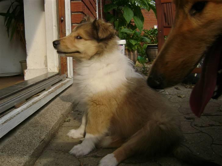 Collie langhåret Misha - Jeg hørte altså godt hvad du sadge om mig til Mille! Jeg skal nok gi´ dig igen! billede 14