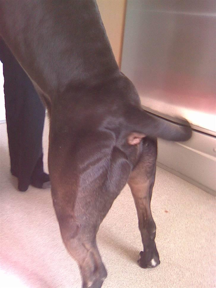 Amerikansk staffordshire terrier Coco billede 12