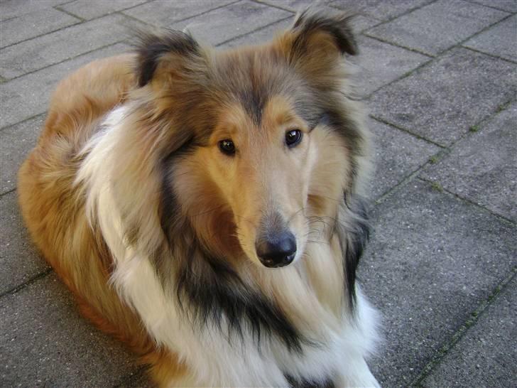 Collie langhåret Misha - Slapper off billede 15