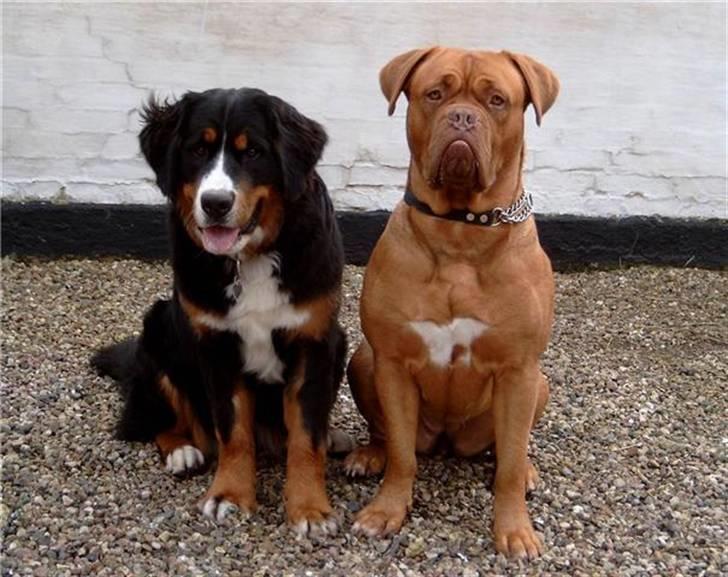 Rottweiler bacchus - mine to andre hunde luna og chili billede 2