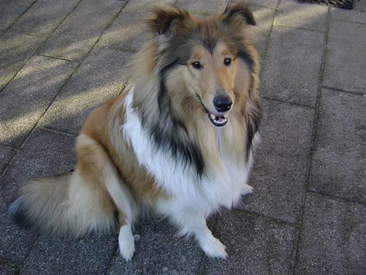 Collie langhåret Misha - Sitter flot...<3 billede 16