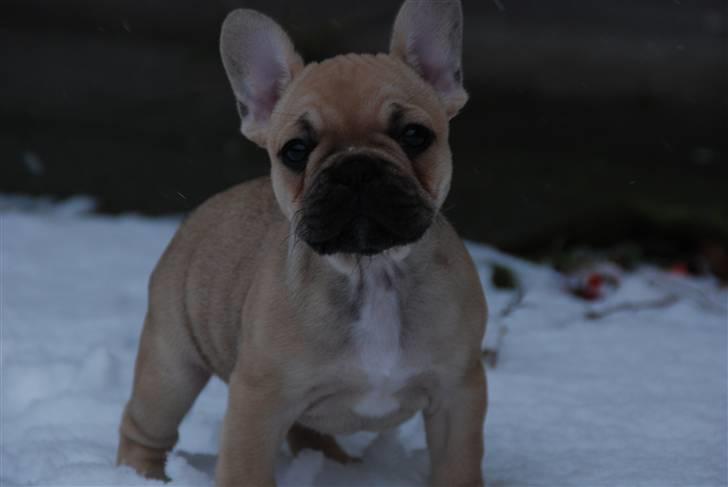 Fransk bulldog Almirah - mor skulle lige lege fotograf imens jeg var ude og lege i det dejlige sne billede 6