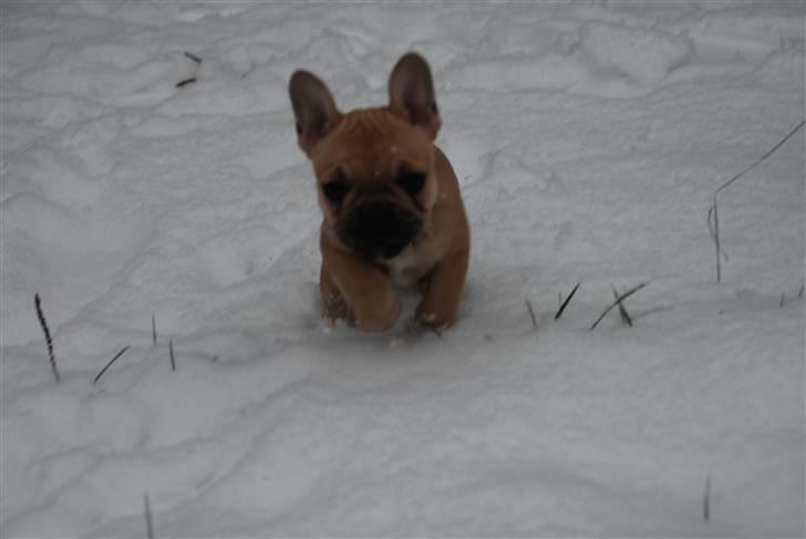 Fransk bulldog Almirah - whii billede 7