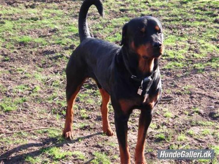 Blanding af racer >Miss Diva< - Divas far - Rottwieler. billede 9