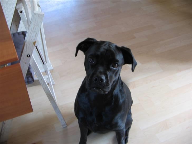 Blanding af racer Tickie T billede 12