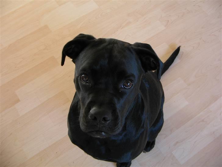 Blanding af racer Tickie T billede 13