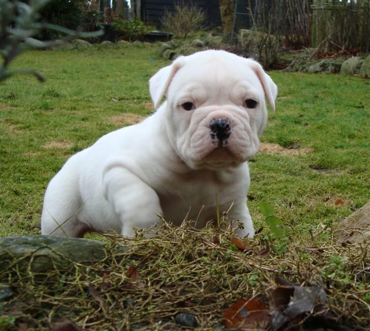 Amerikansk bulldog Kong Carnes Åse - Åse 4 uger  billede 1