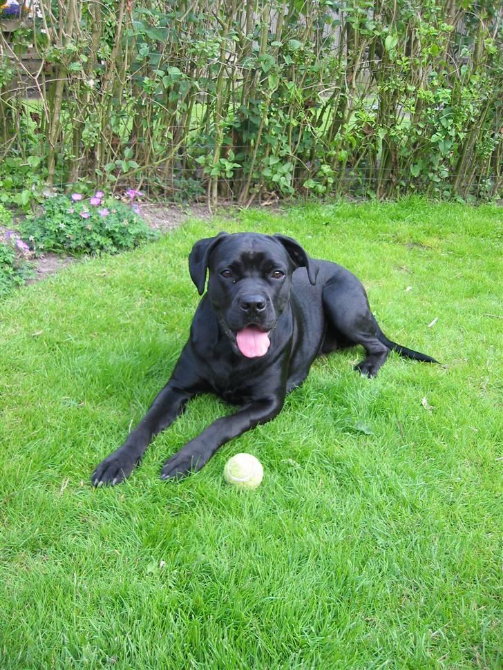 Blanding af racer Tickie T billede 14