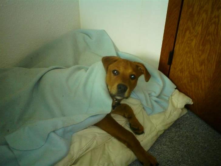 Blanding af racer >Miss Diva< billede 10