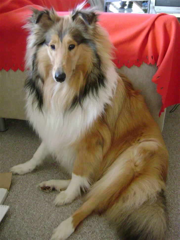 Collie langhåret Misha - Hjemme hos mutti billede 17