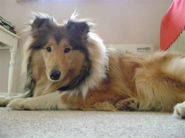 Collie langhåret Misha - Hjemme hos mutti billede 18