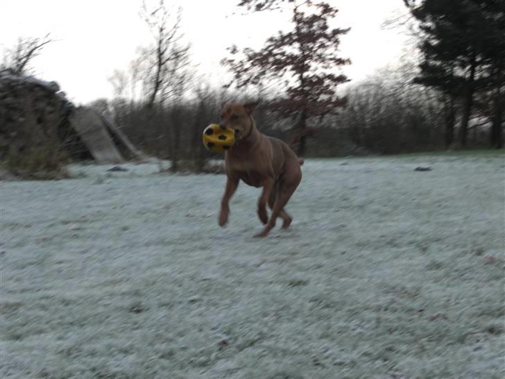 Blanding af racer >Miss Diva< - Diva ser lidt sjov ud på det her billed, men hun hygger sig. En hygge-dag med sin menneske farfar... :-D billede 11