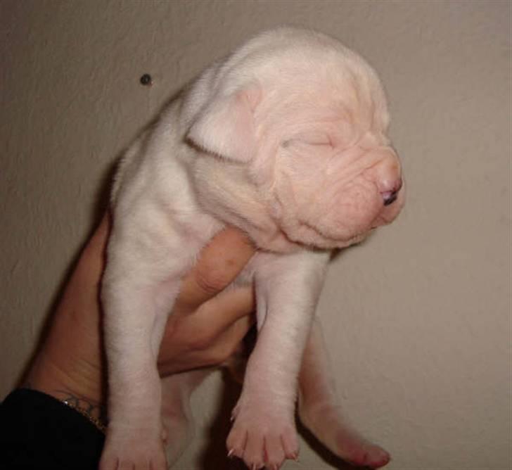 Amerikansk bulldog Kong Carnes Åse - Åse 1½ uge billede 2