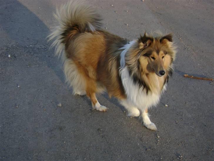 Collie langhåret Misha - Ude og lufte "halen" billede 19