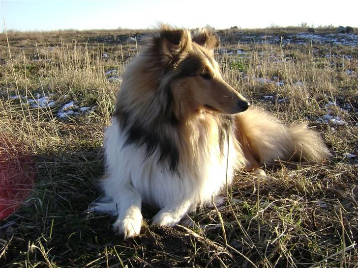 Collie langhåret Misha - Ligger og nyder udsigten på en af de daglige løbeture på marken billede 20