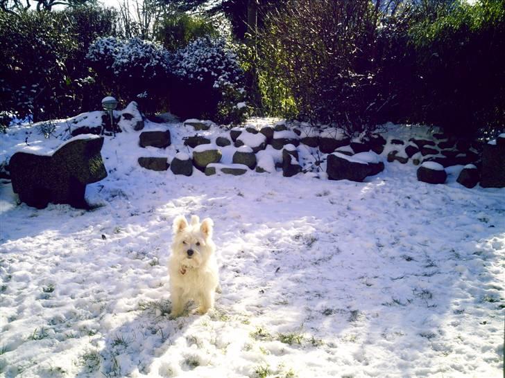 West highland white terrier Vicki # Den bedste!# - Jubiii!! sne, jeg elsker at lege i det dejlige kølige sne:D billede 13