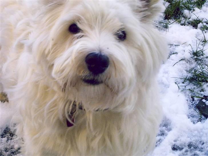 West highland white terrier Vicki # Den bedste!# - Øhhh....?? Er jeg gået glip af noget her?? billede 14