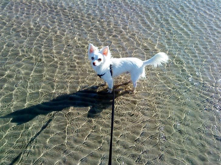 Chihuahua Rico Luigi Don Luciano billede 6