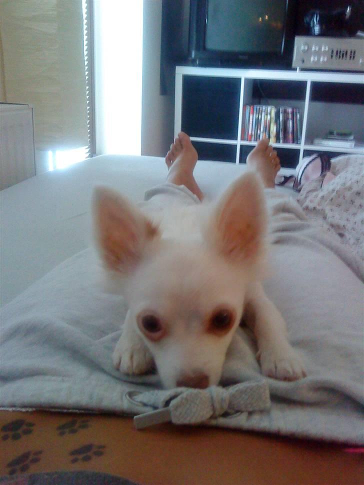 Chihuahua Rico Luigi Don Luciano billede 7