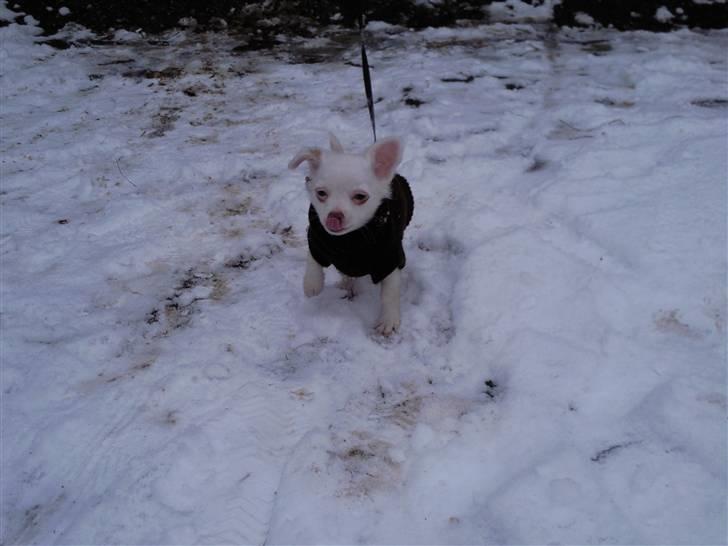 Chihuahua Rico Luigi Don Luciano billede 10