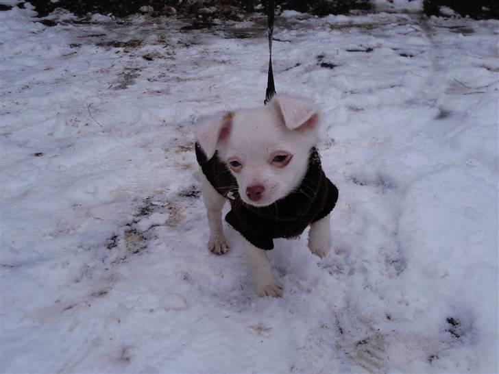Chihuahua Rico Luigi Don Luciano billede 11