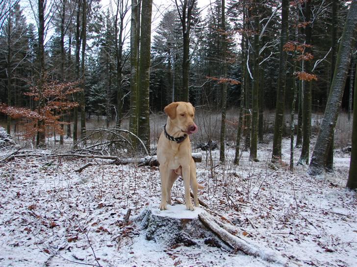 Blanding af racer Lucky - Sjørup hundeskov 2009... hvor er de søde hunde billede 1