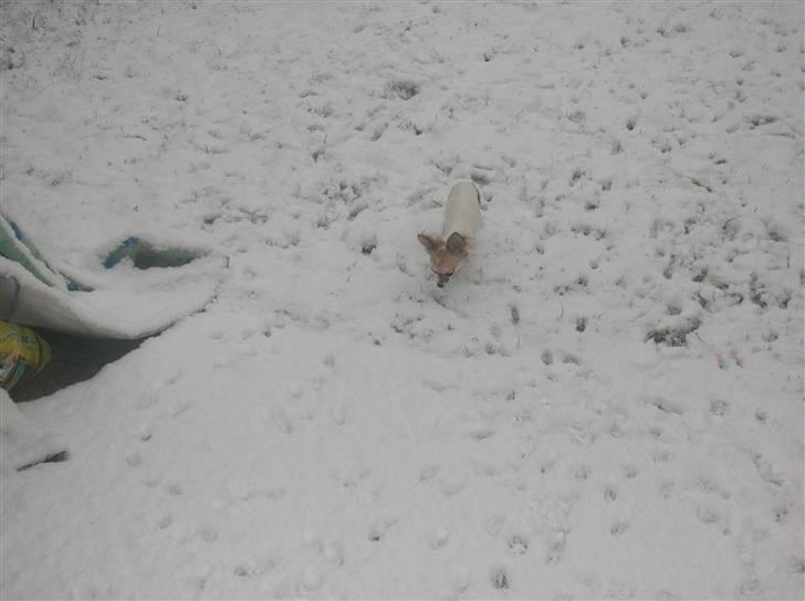 Chihuahua Malou  "lulle Pigen" - Puha der er godt nok meget sne, det er jo ligefør jeg bliver væk ;0) billede 11