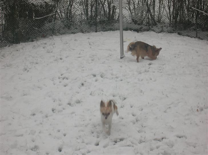 Chihuahua Malou  "lulle Pigen" - Niks, lad mig komme ind herfra, det er sku for koldt ;0/ billede 12