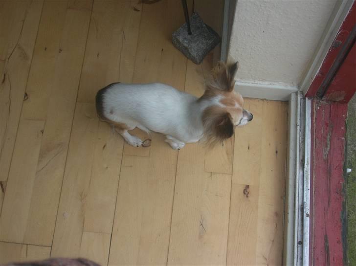 Chihuahua Malou  "lulle Pigen" - Jeg bliver pænt her, imens Nemo leger ude i den kolde sne.... billede 13