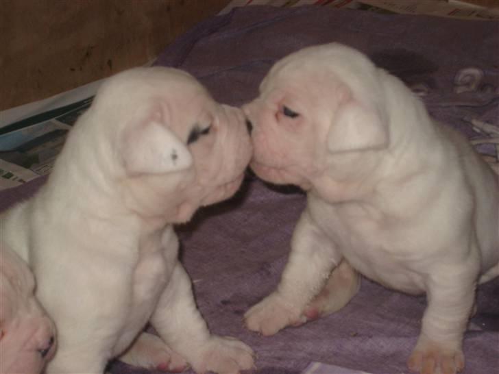 Amerikansk bulldog Kong Carnes Åse billede 3