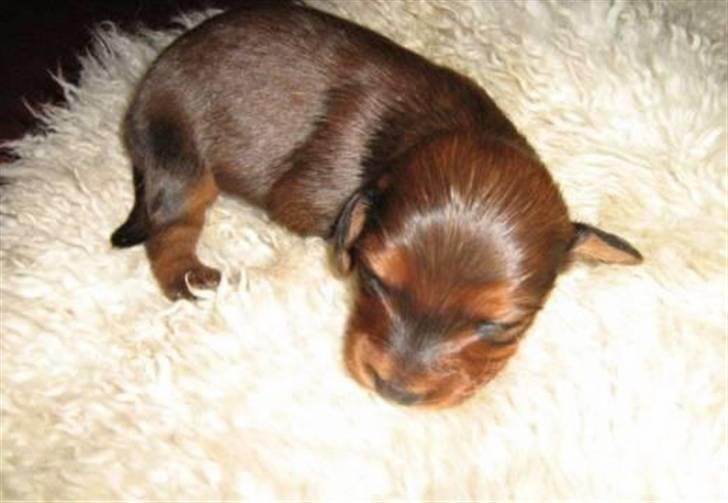 Dværggravhund Freja - 2 uger gammel billede 1