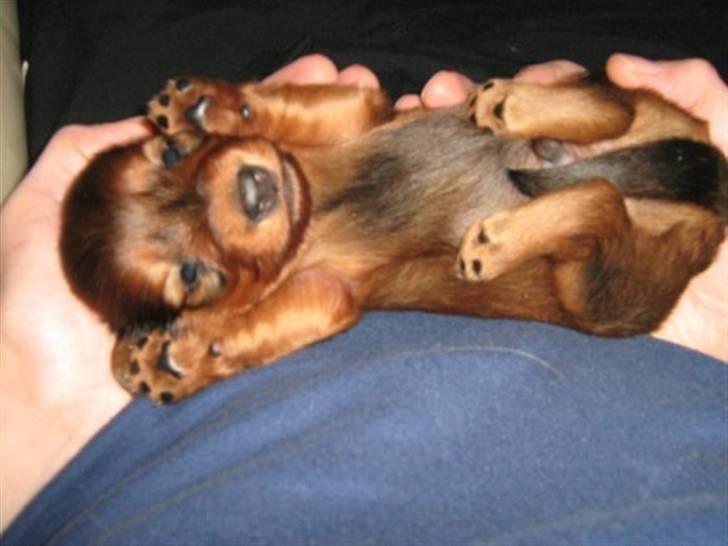 Dværggravhund Freja - 6 uger gammel billede 2