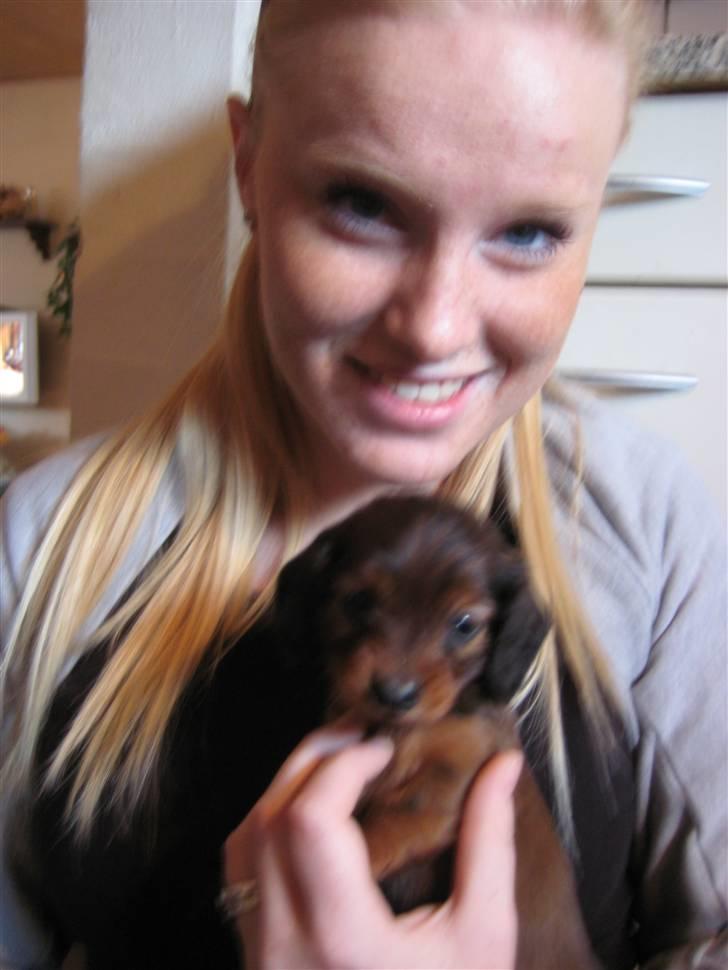 Dværggravhund Freja - 5 uger gammel billede 3