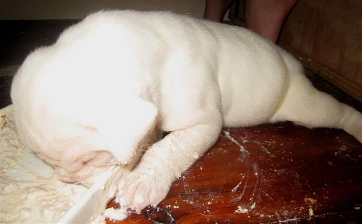 Amerikansk bulldog Kong Carnes Åse billede 4