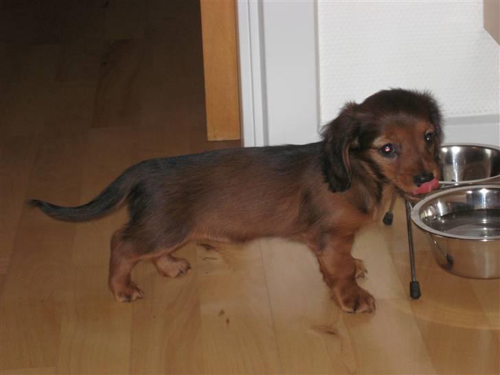 Dværggravhund Freja - 8 uger gammel billede 4